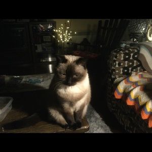 Meet your Posher, Joyce